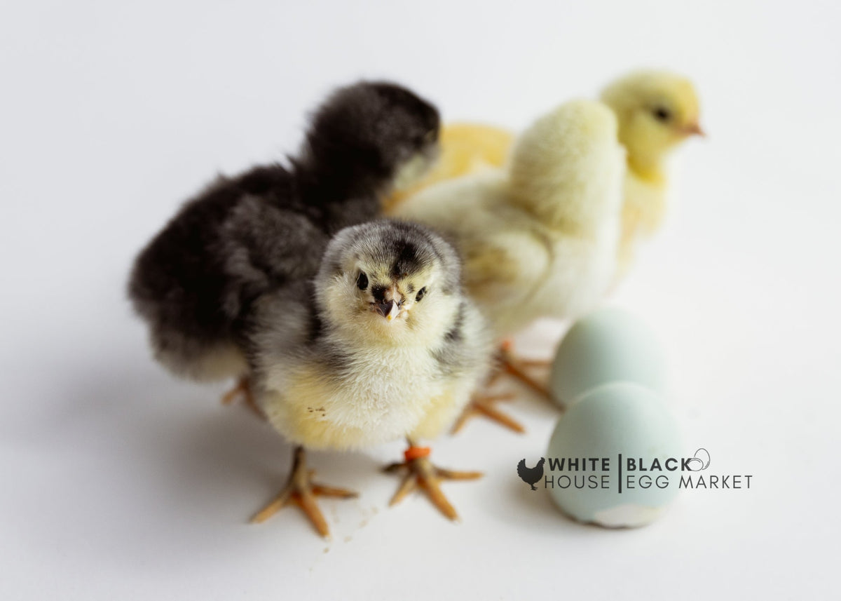 Chicks