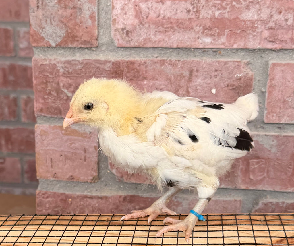 Ermine Ameraucana Hatching Eggs