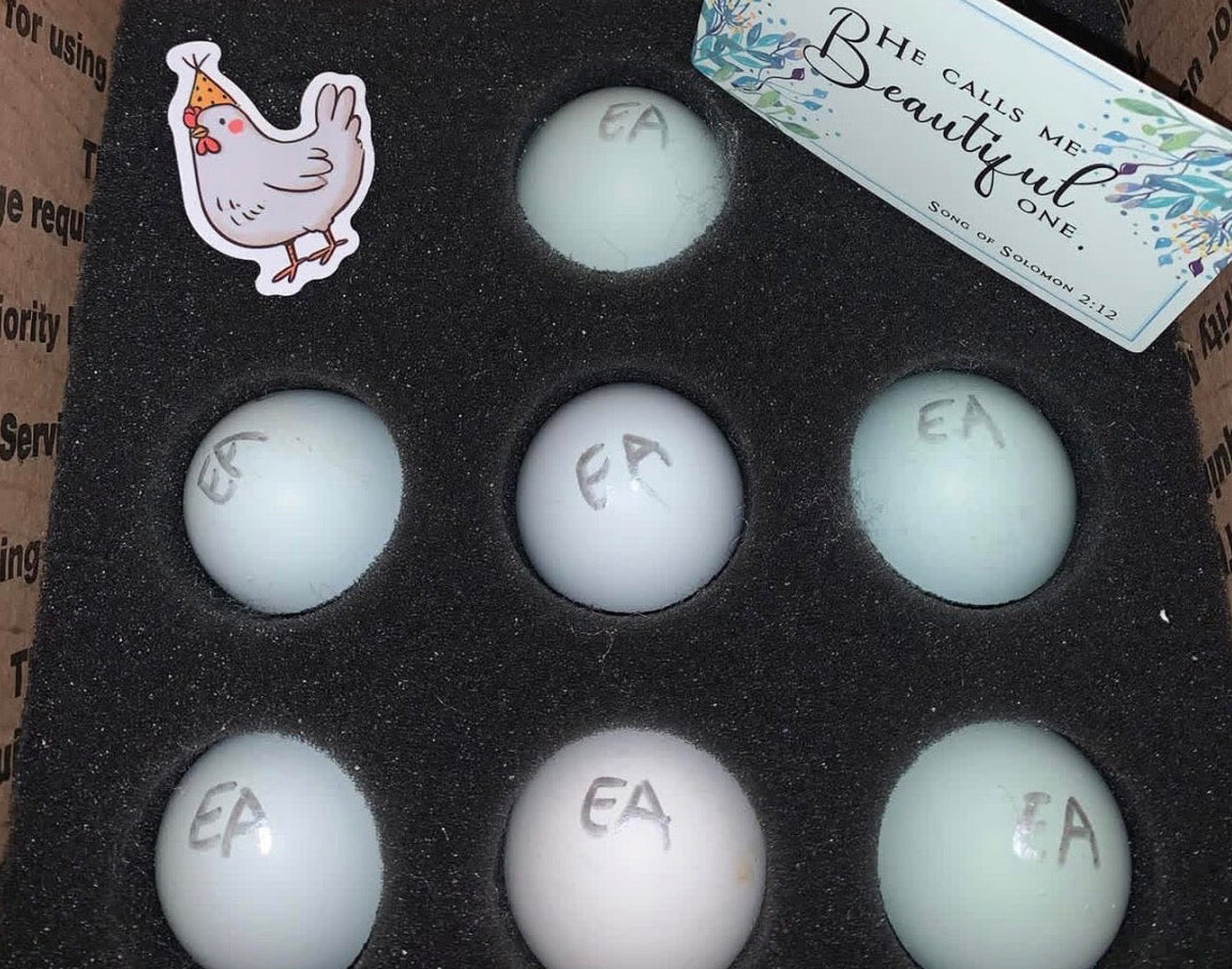 Ermine Ameraucana Hatching Eggs