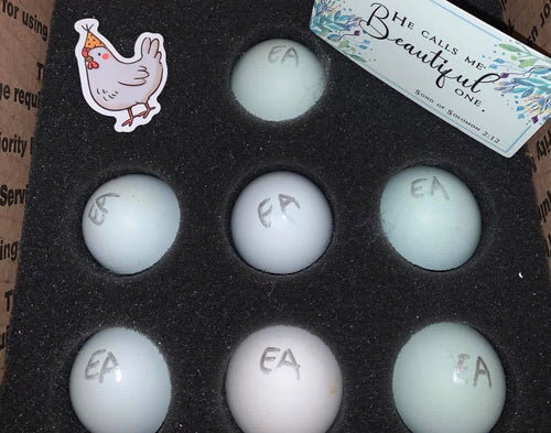 Ermine Ameraucana Hatching Eggs