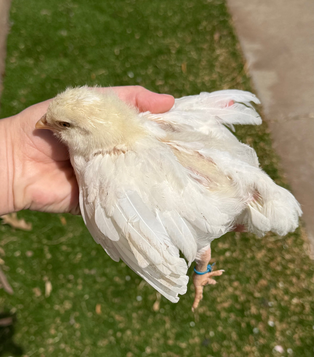 Ermine Ameraucana Hatching Eggs