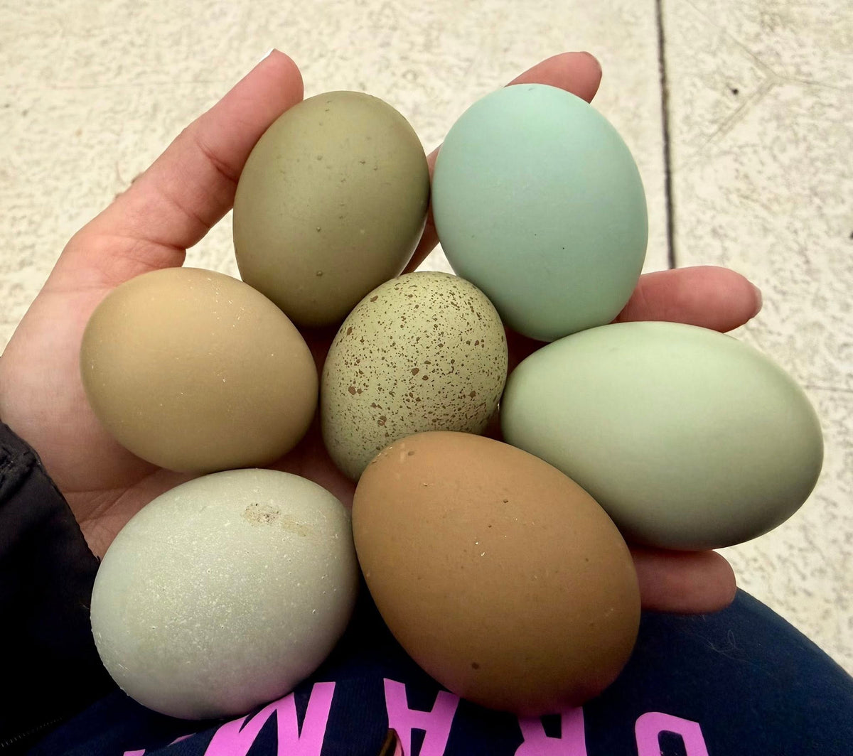 Olive Eggers Hatching Eggs