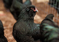 True Black Ameraucana Hatching Eggs