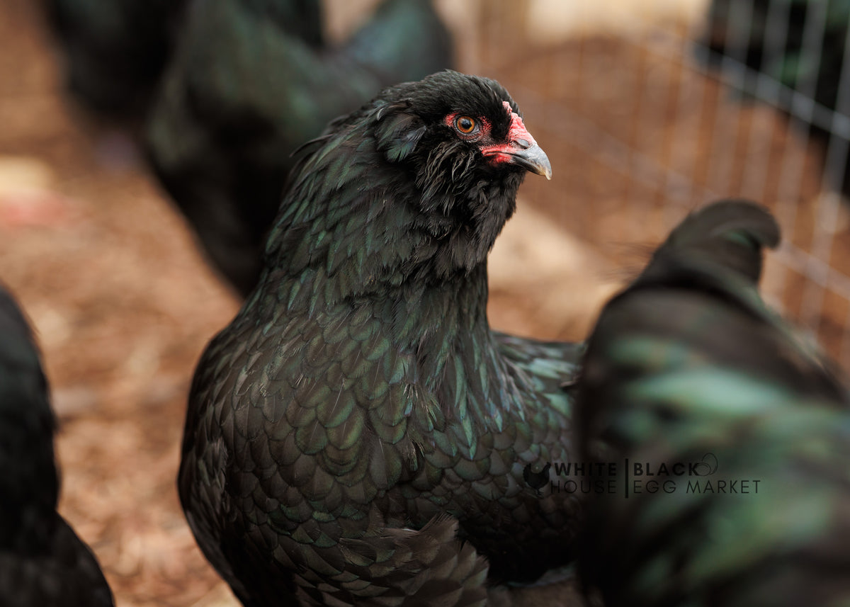 True Black Ameraucana Hatching Eggs