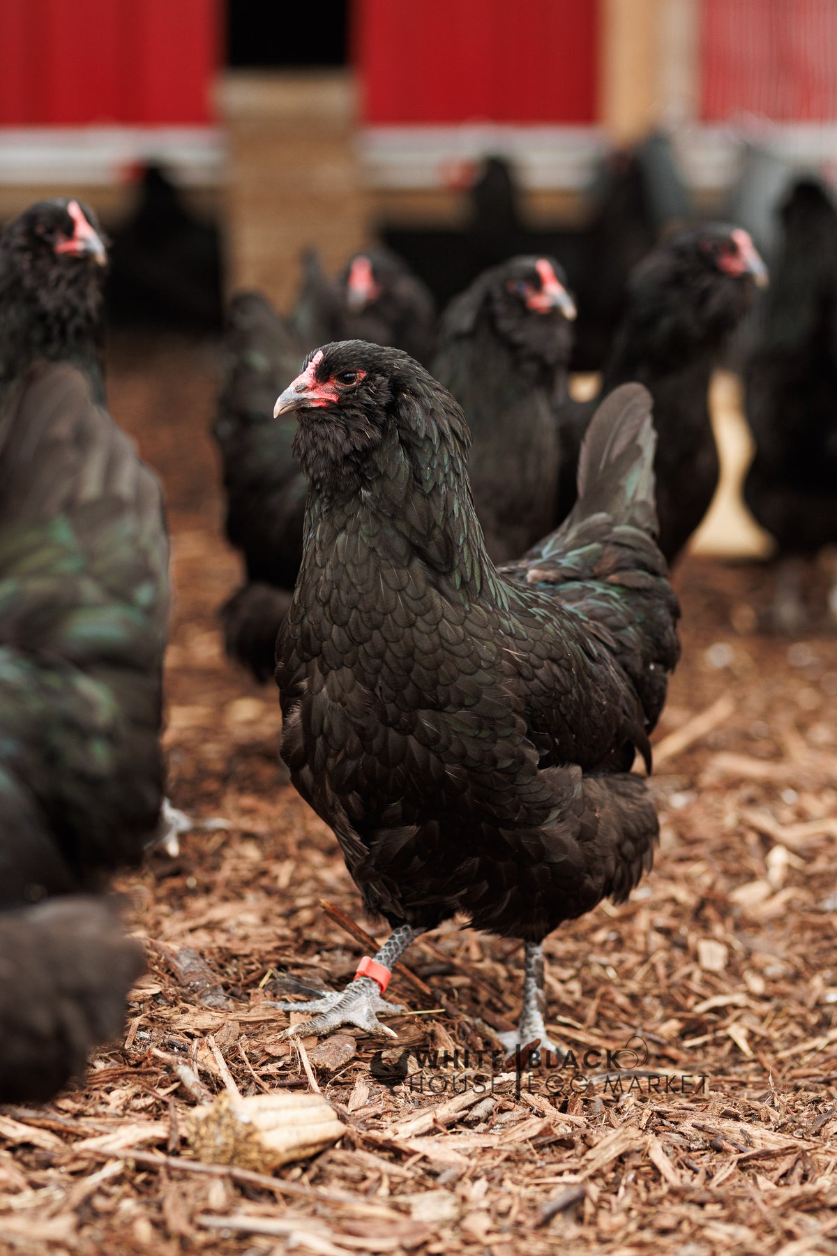 Olive Eggers Hatching Eggs