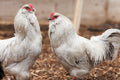 Self Blue (aka Lavender) Ameraucana Breeding Cockerel - Available in September