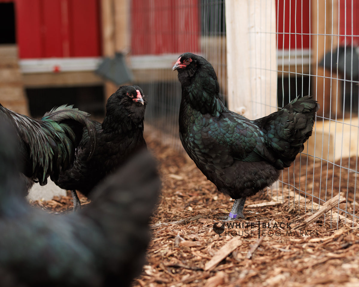 True Black Ameraucana Hatching Eggs