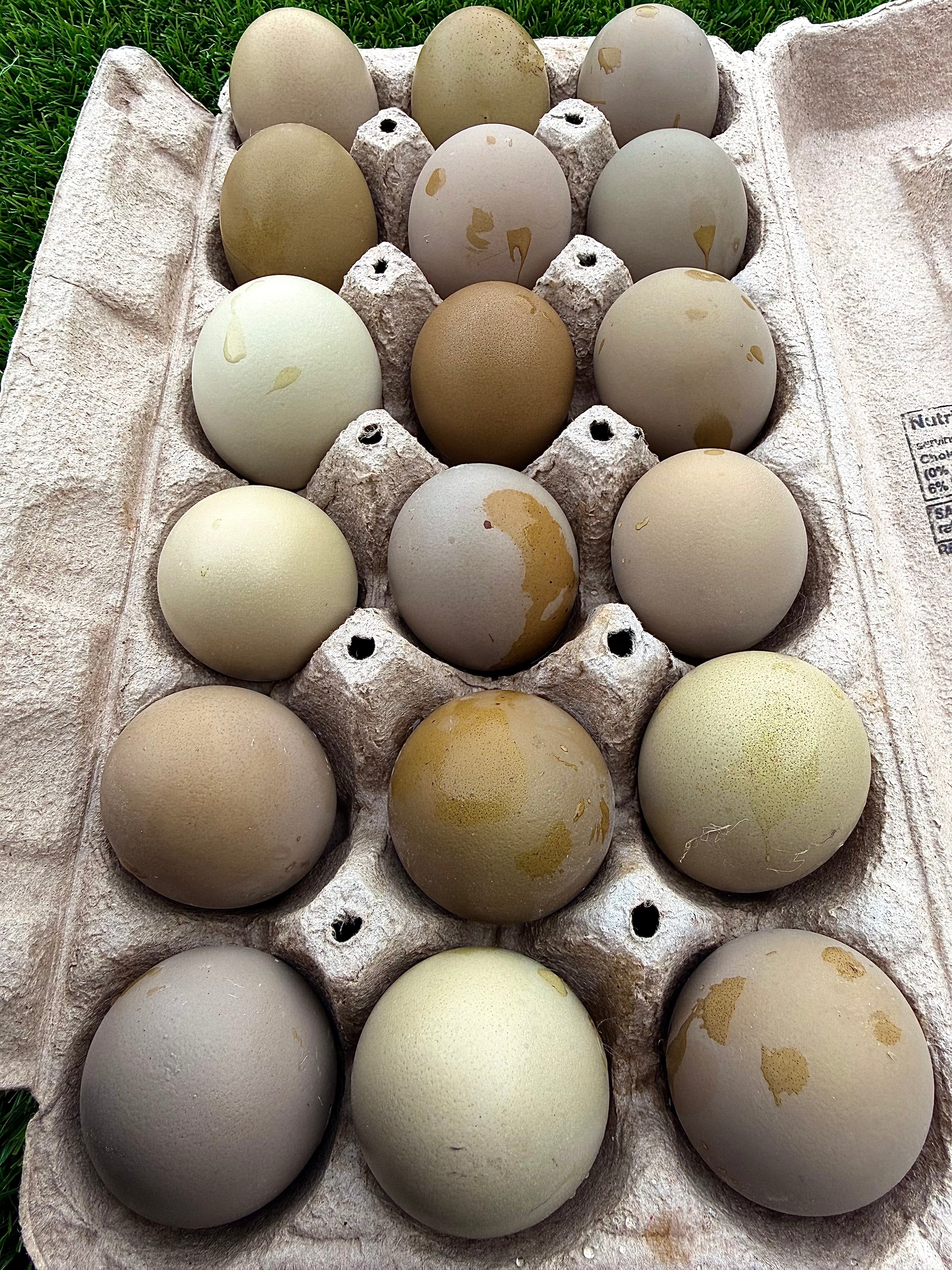 Olive Eggers Hatching Eggs