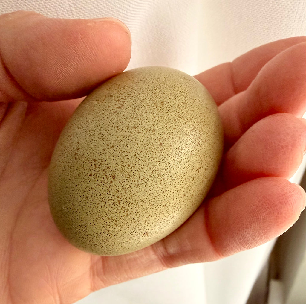 Olive Eggers Hatching Eggs