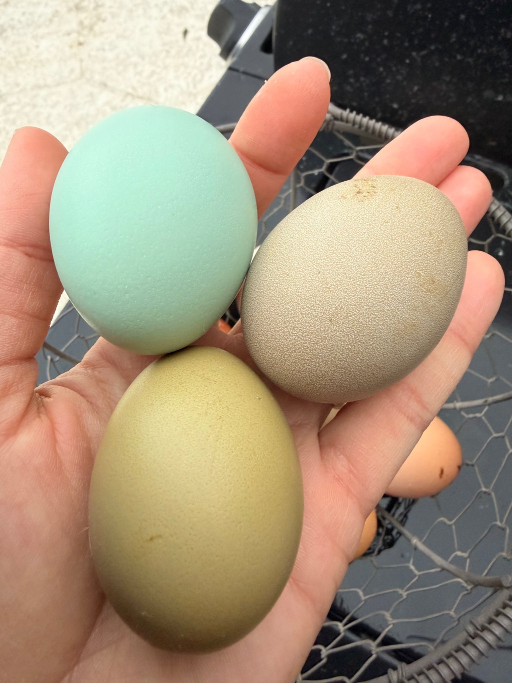 Olive Eggers Hatching Eggs