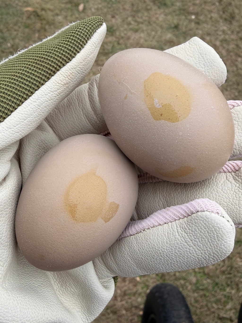 Bloomstone Reserve Hatching Eggs
