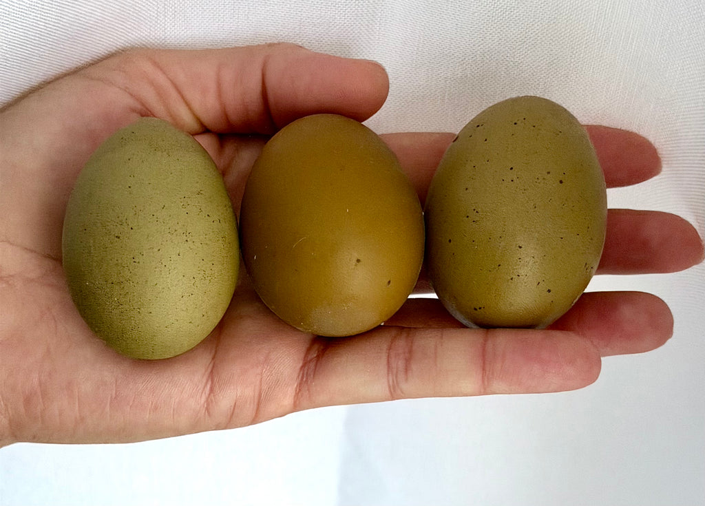 Olive Eggers Hatching Eggs