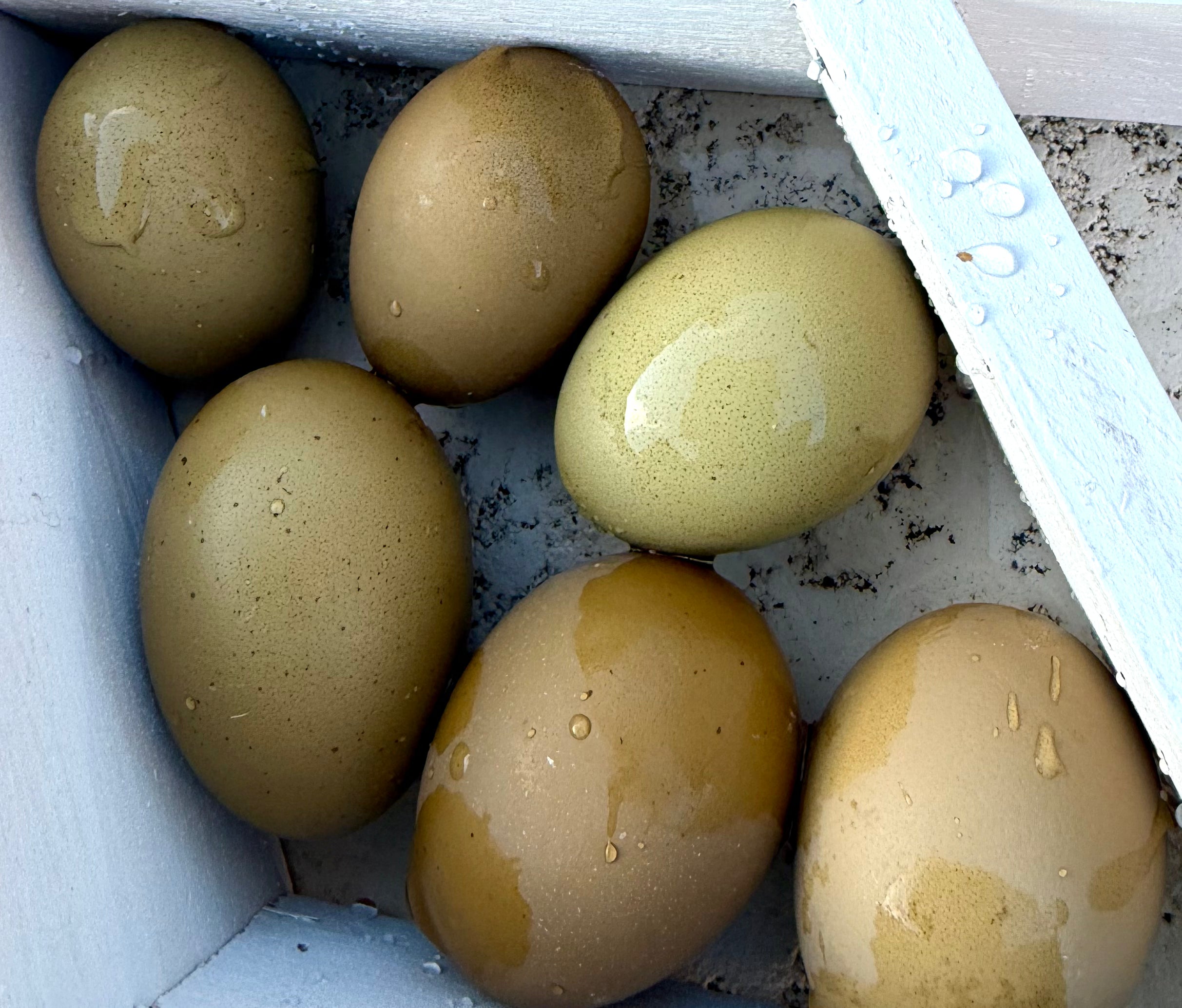 Olive Eggers Hatching Eggs