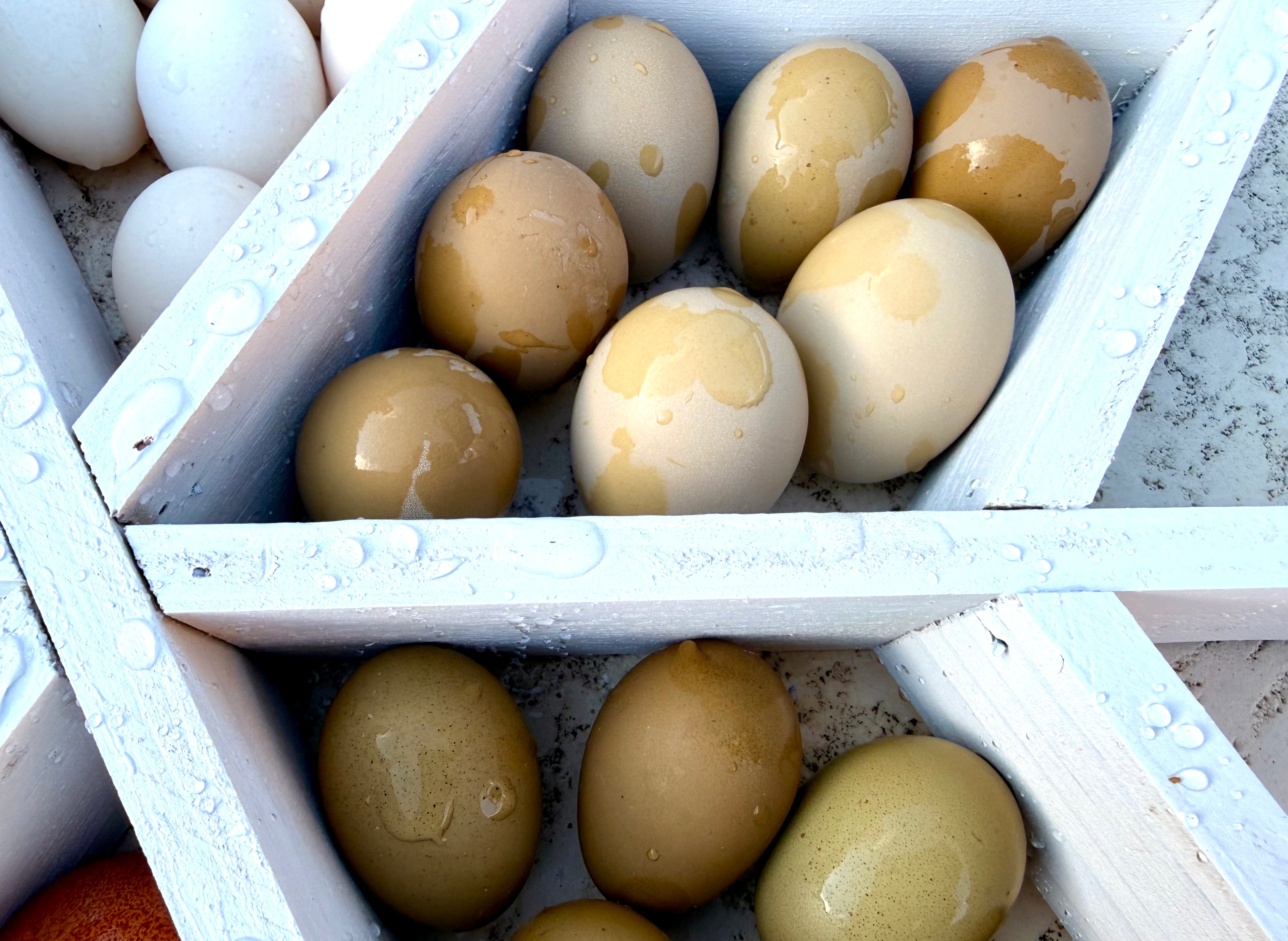 Bloomstone Reserve Hatching Eggs