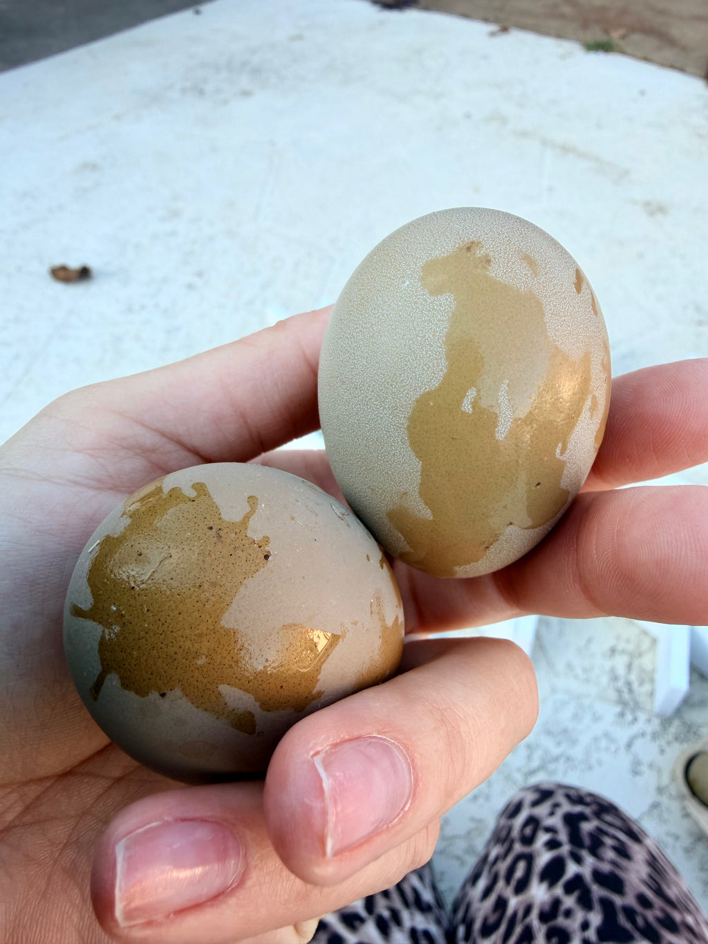 Bloomstone Reserve Hatching Eggs