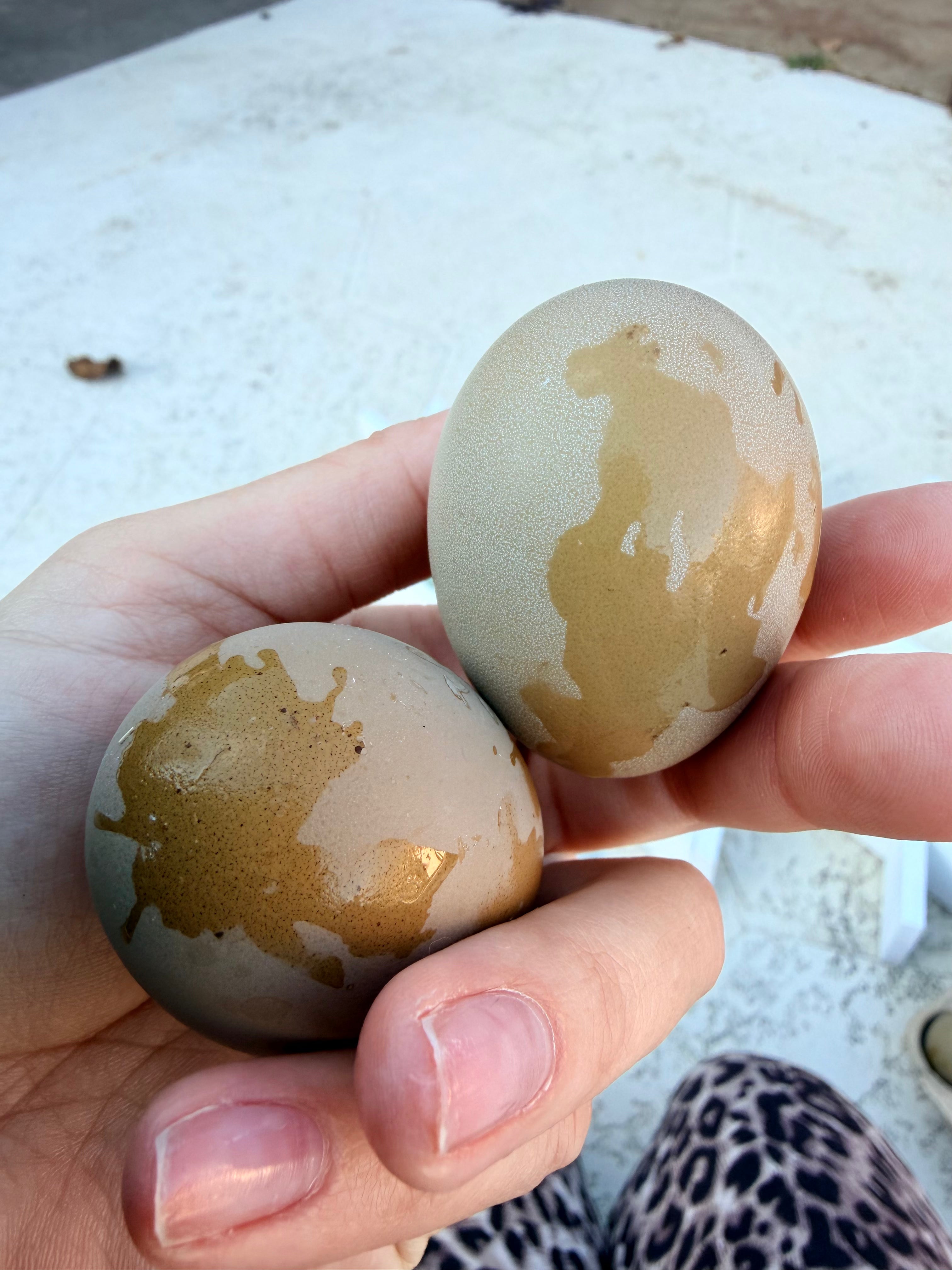 Bloomstone Reserve Hatching Eggs