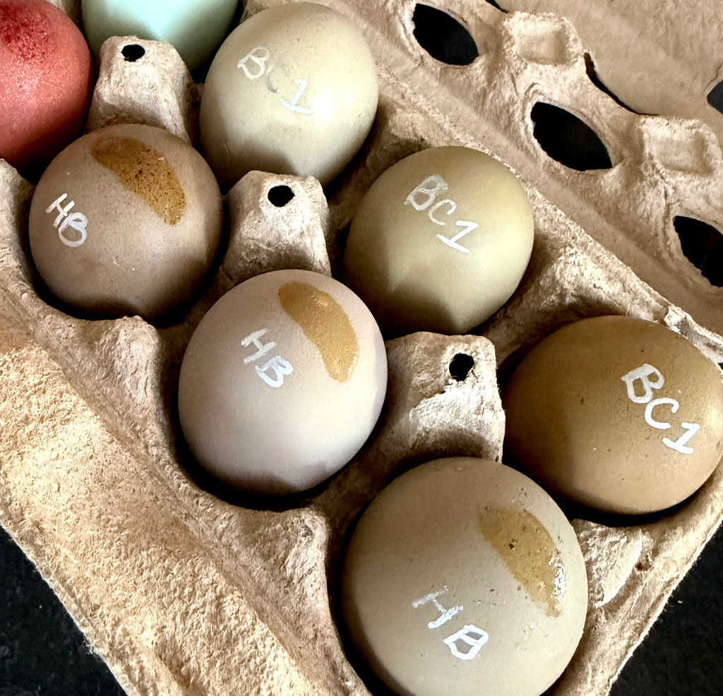 Bloomstone Reserve Hatching Eggs