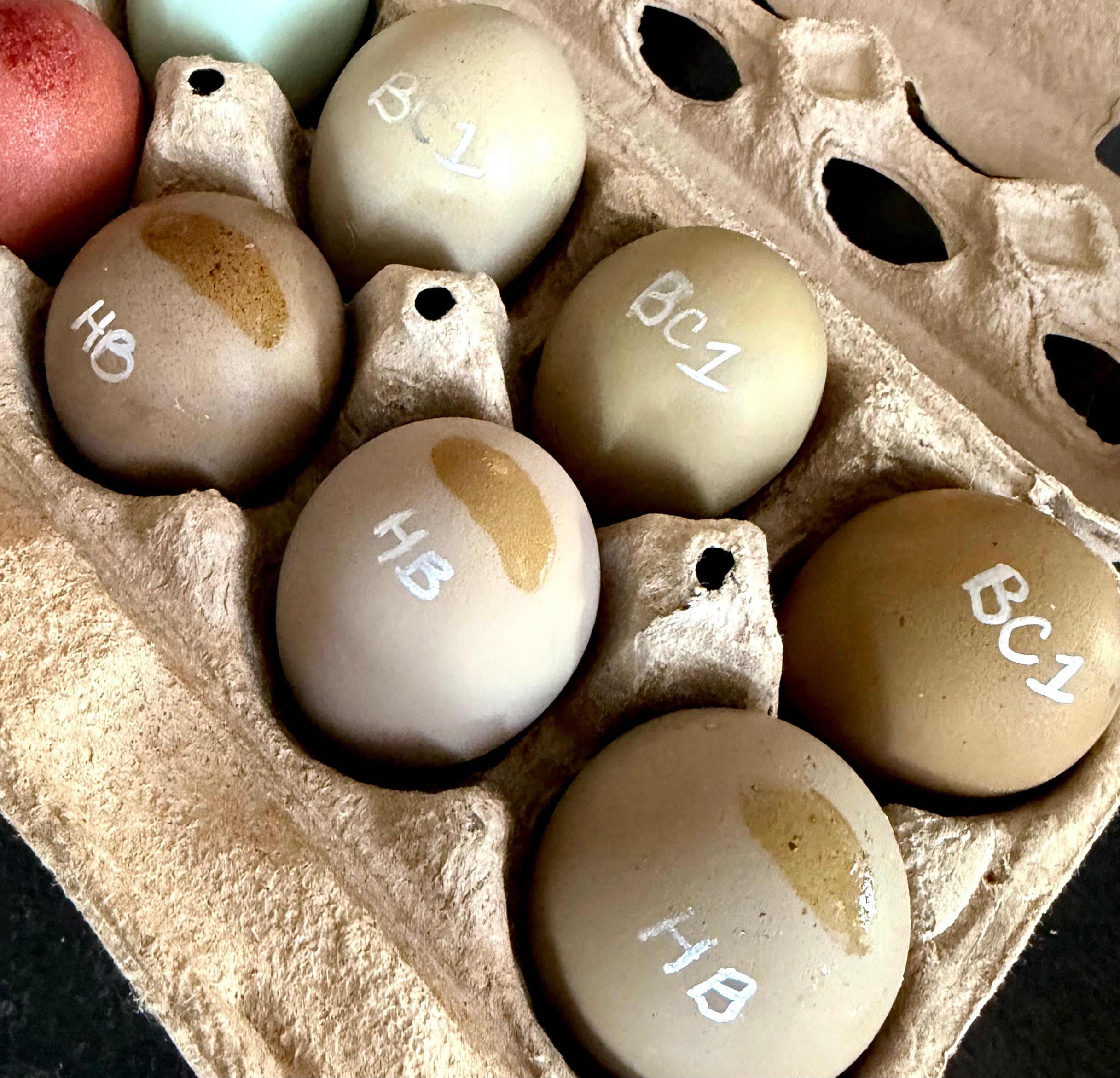 Bloomstone Reserve Hatching Eggs