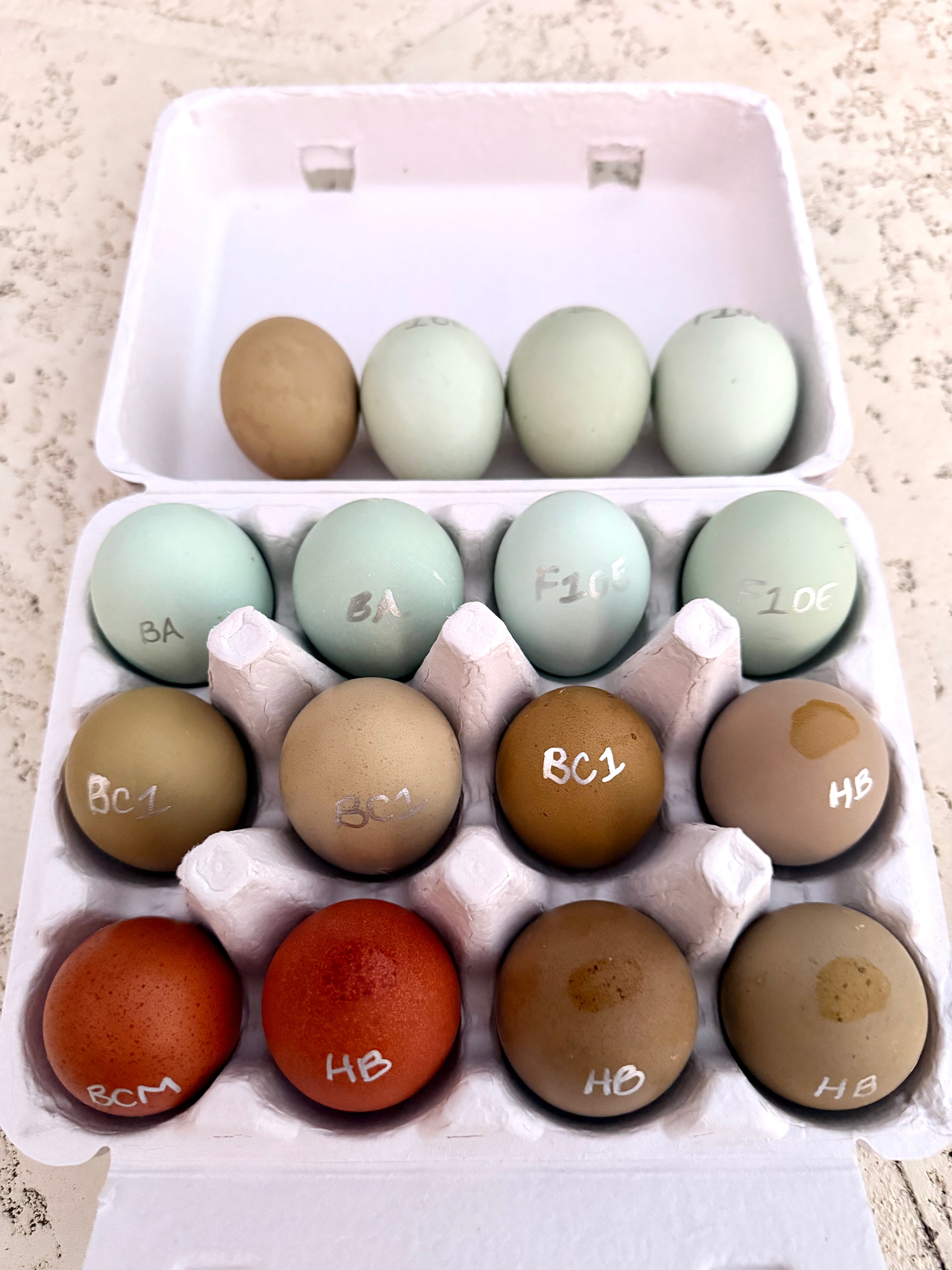 PREMIUM Rainbow Hatching Eggs