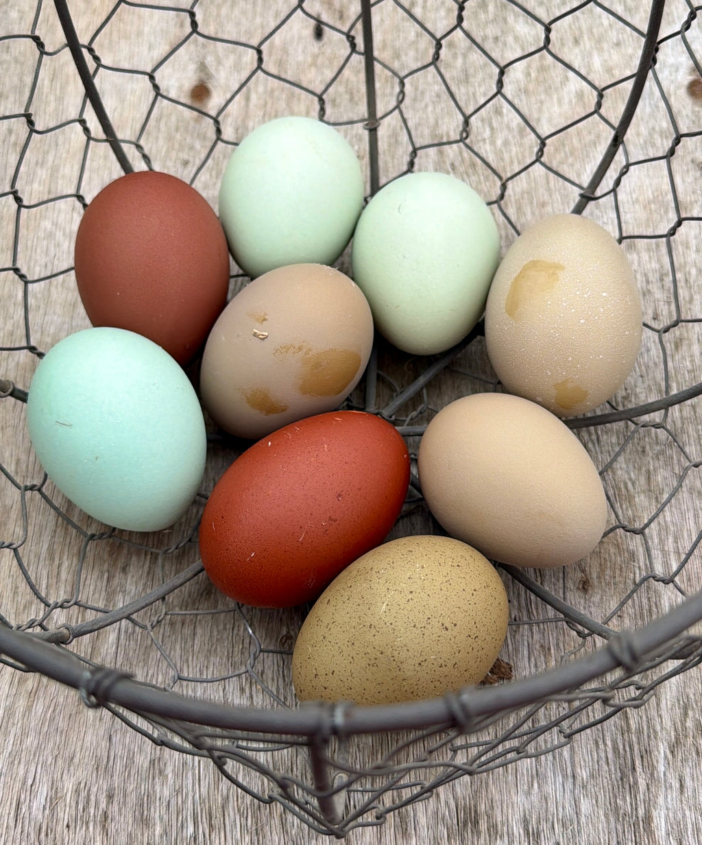 PREMIUM Rainbow Hatching Eggs