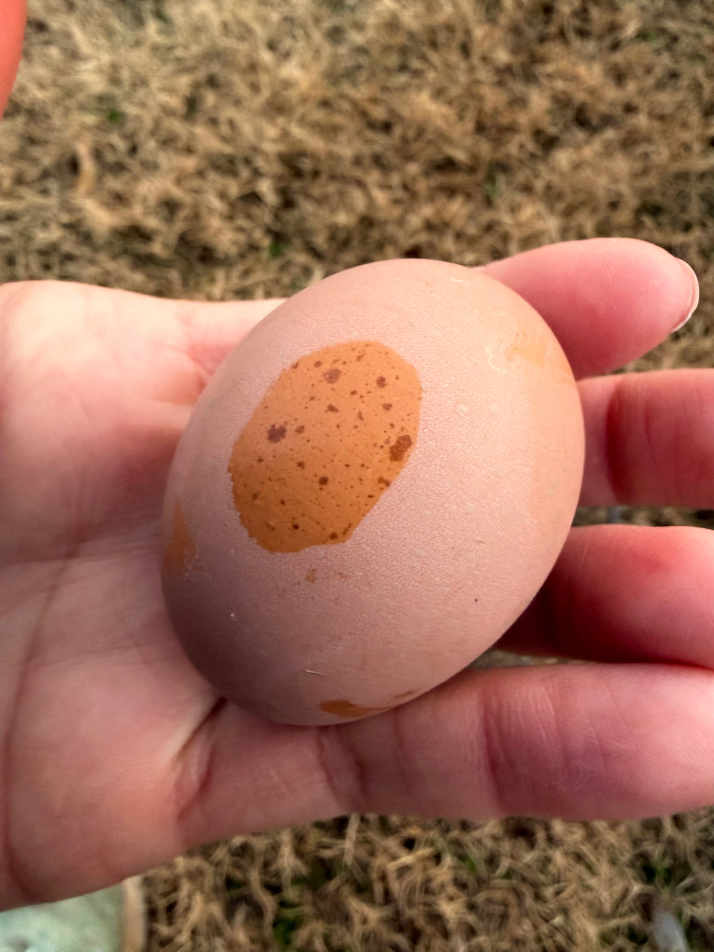 Bloomstone Reserve Hatching Eggs