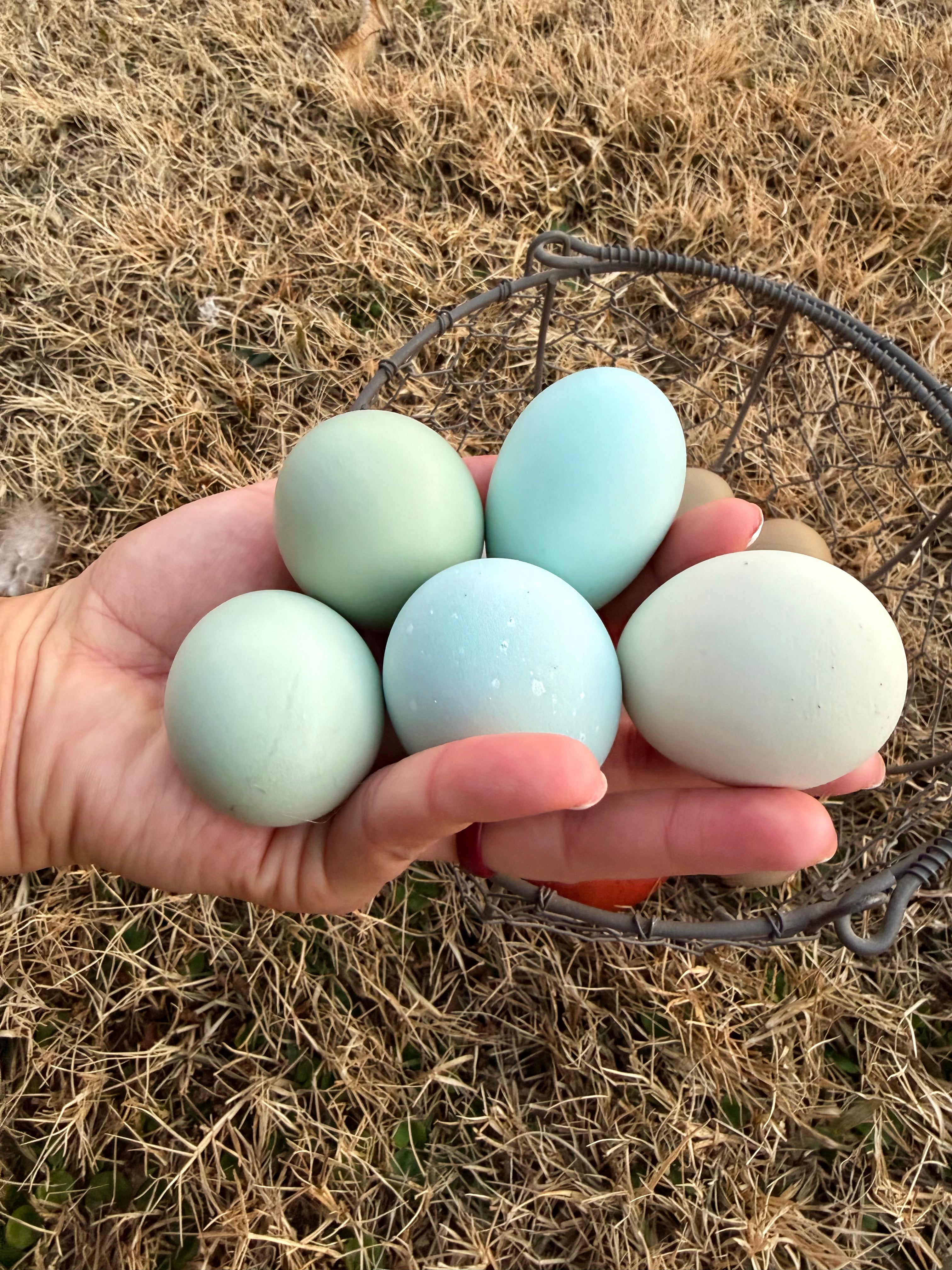 True Black Ameraucana Hatching Eggs