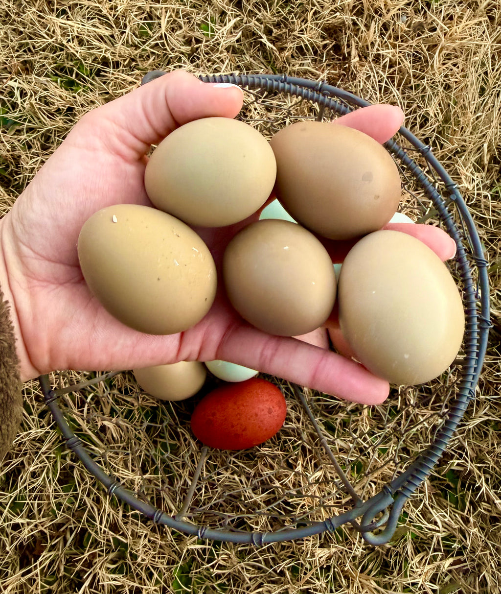 Olive Eggers Hatching Eggs
