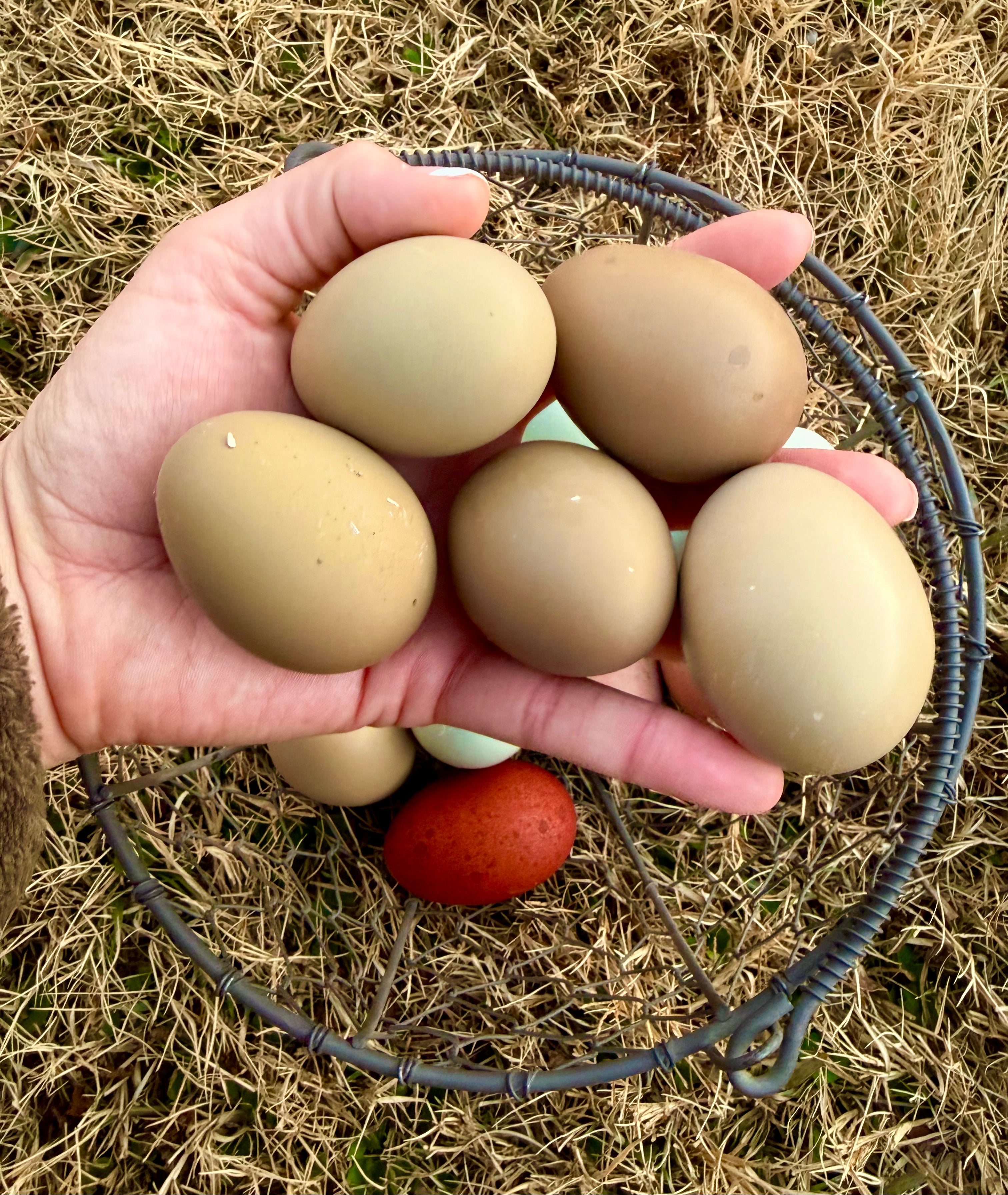 Olive Eggers Hatching Eggs