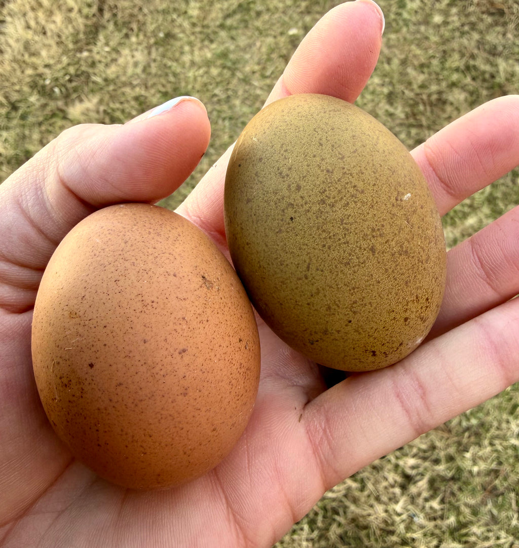 Olive Eggers Hatching Eggs