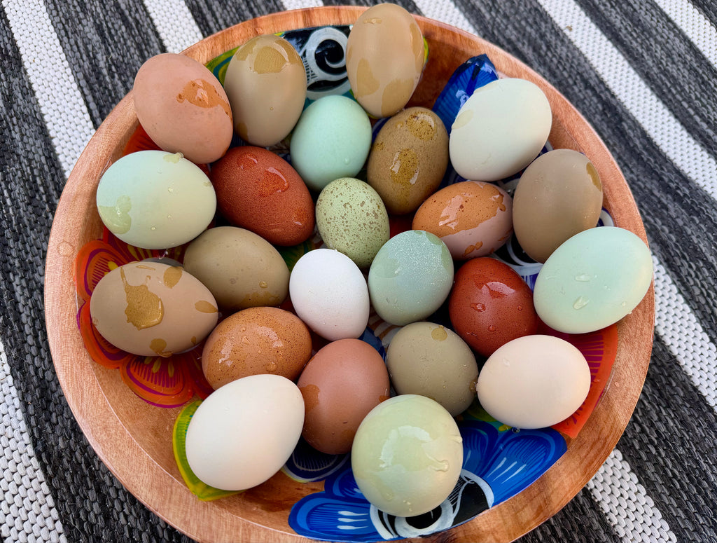 PREMIUM Rainbow Hatching Eggs