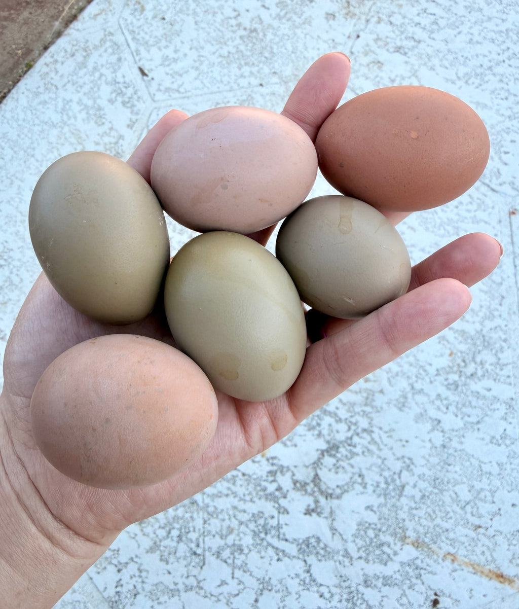 Bloomstone Reserve Hatching Eggs