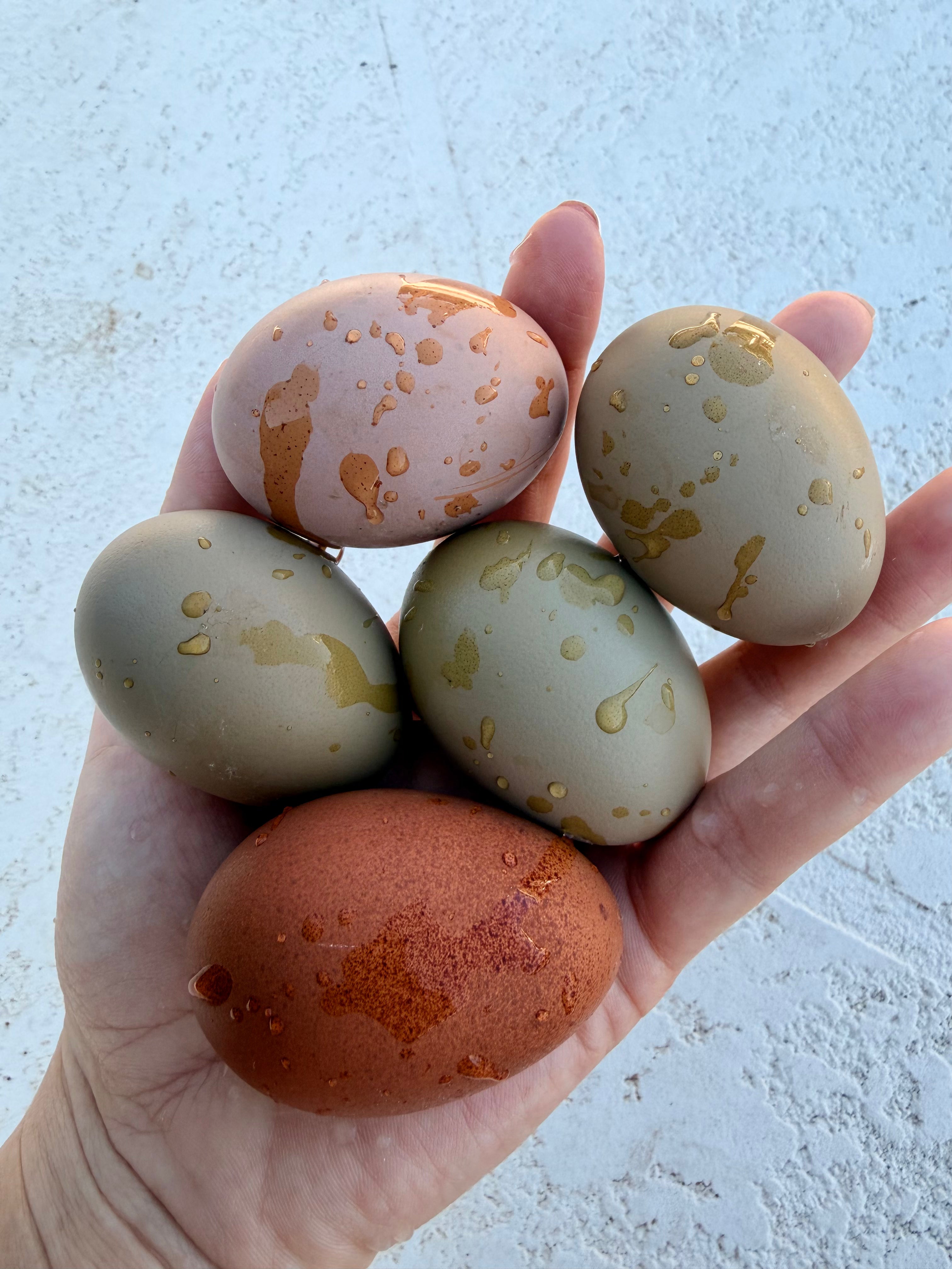 Bloomstone Reserve Hatching Eggs