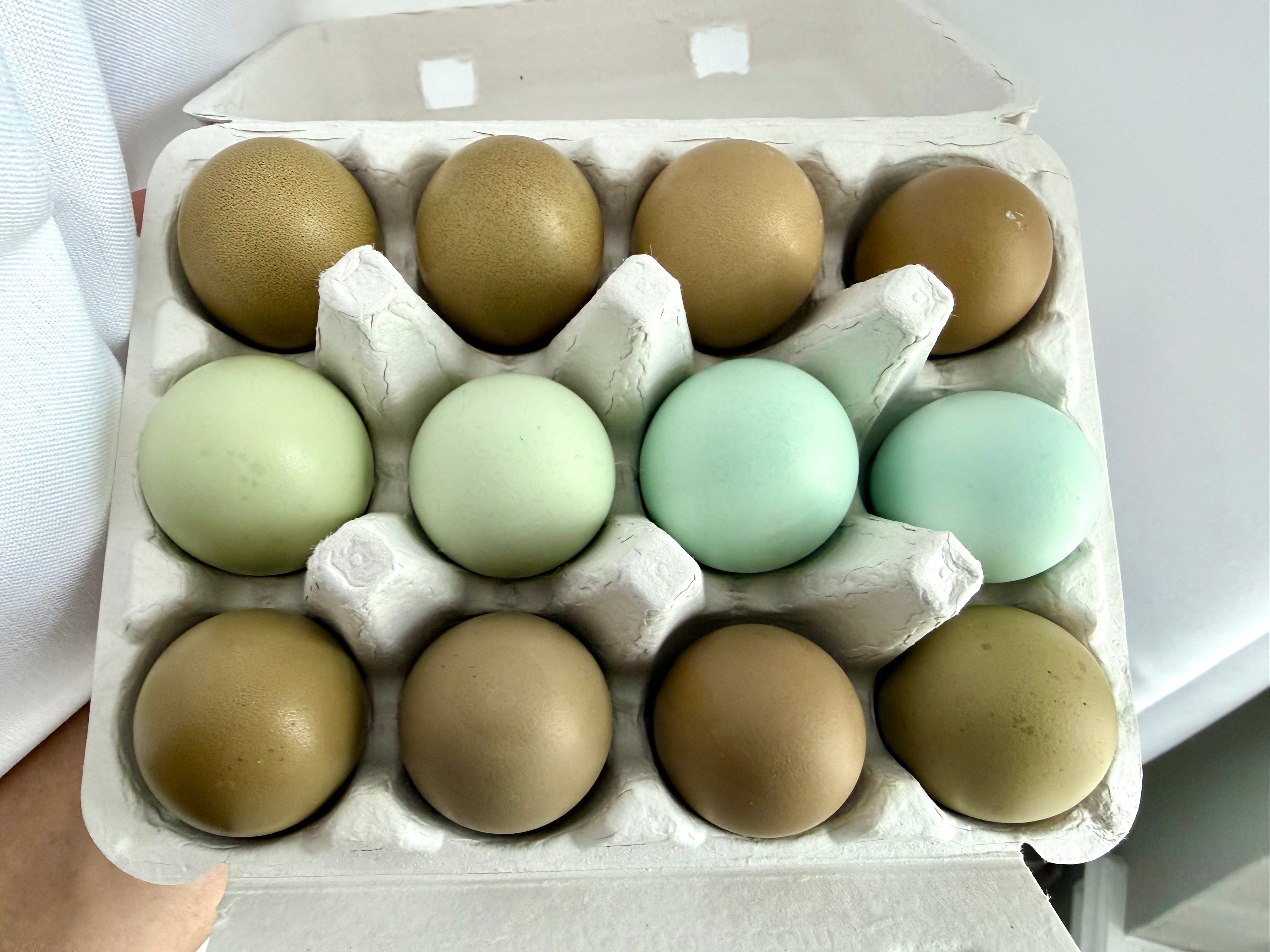 Olive Eggers Hatching Eggs