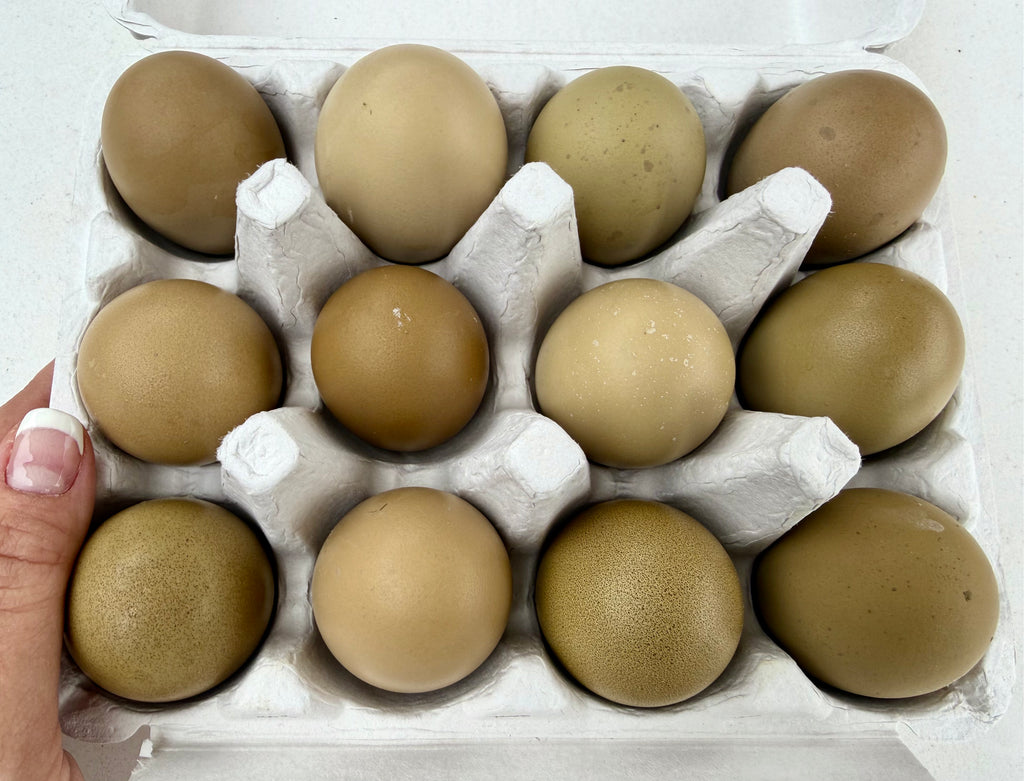 Olive Eggers Hatching Eggs