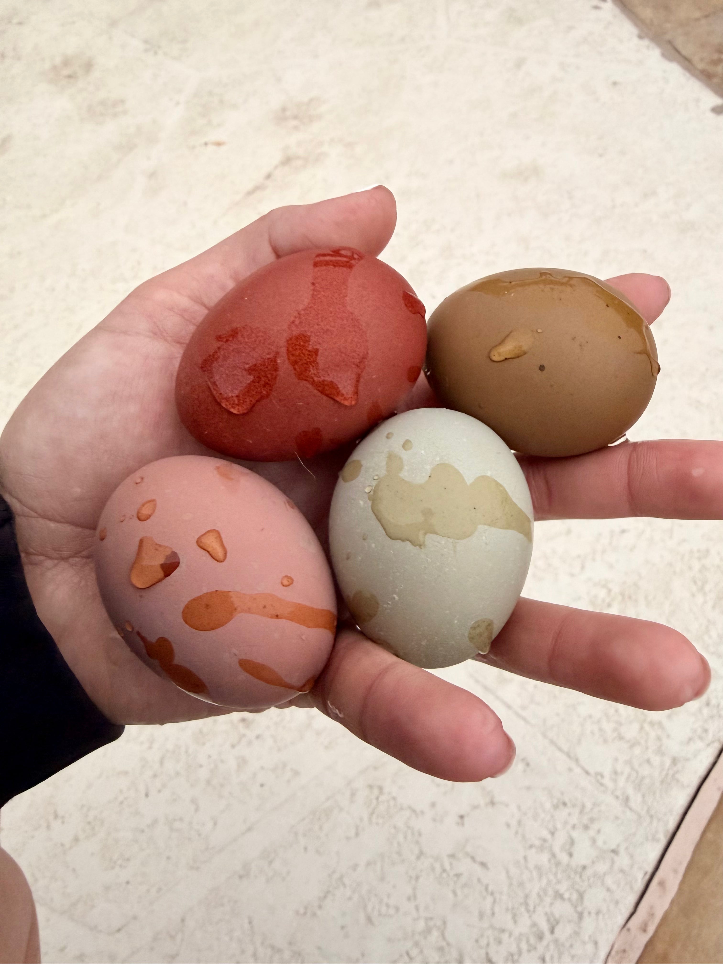 Bloomstone Reserve Hatching Eggs