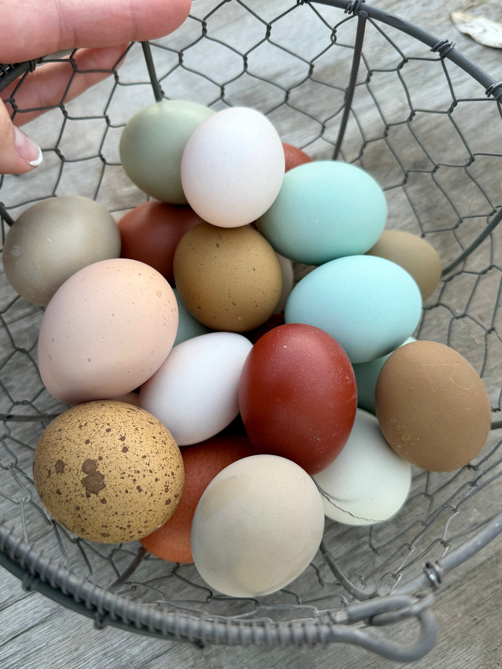 PREMIUM Rainbow Hatching Eggs