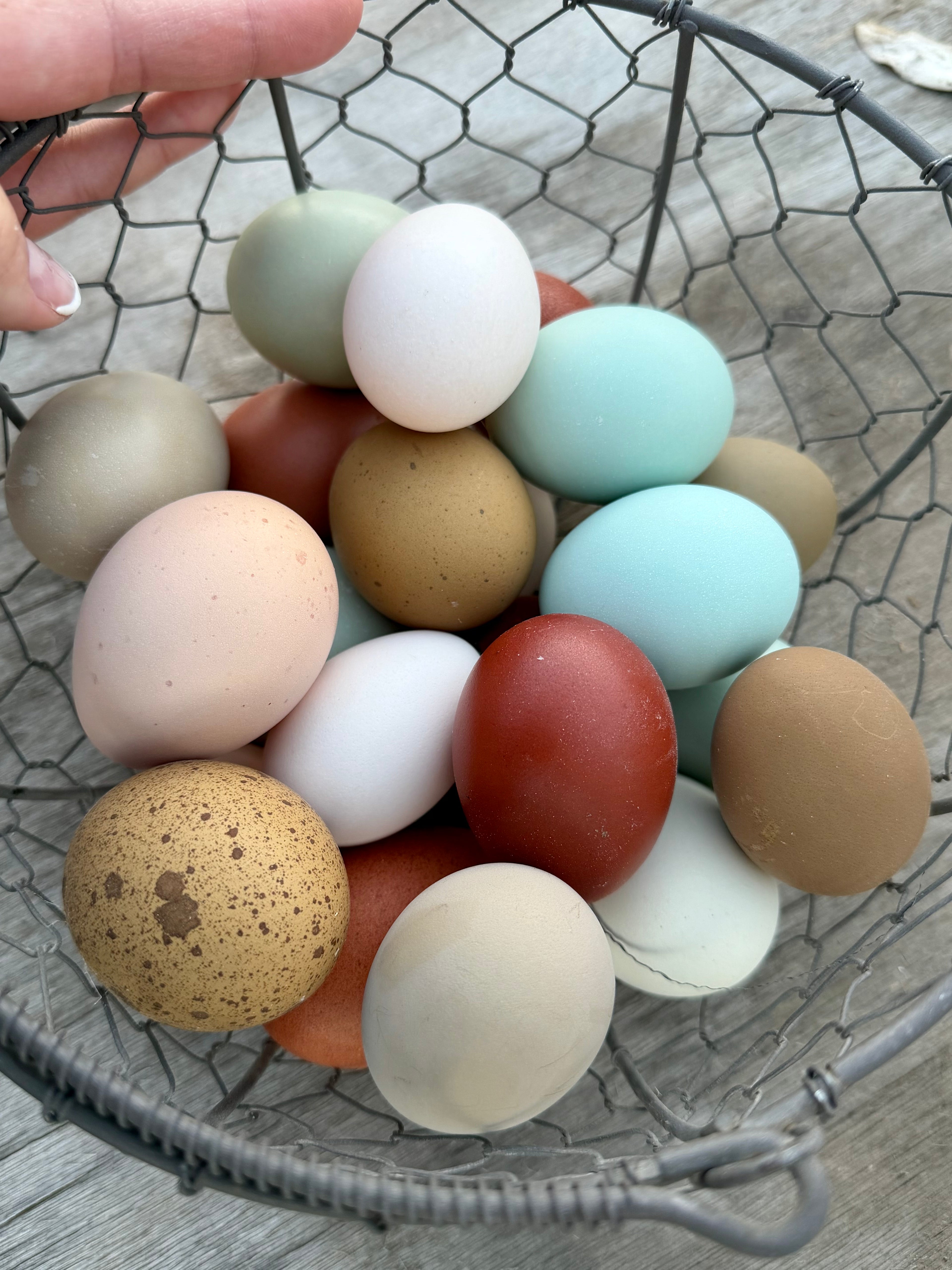 PREMIUM Rainbow Hatching Eggs