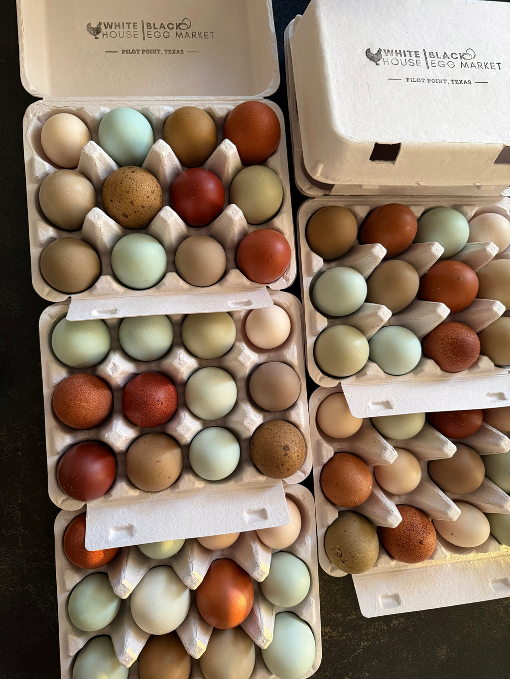 PREMIUM Rainbow Hatching Eggs