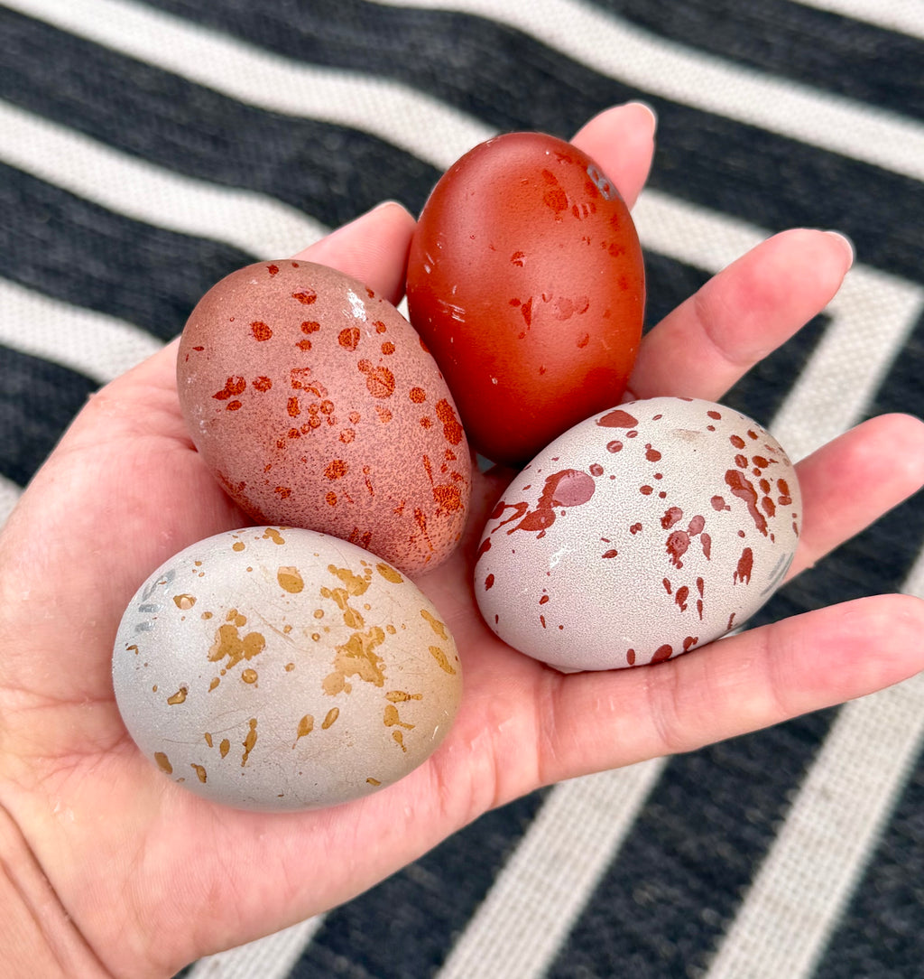 Bloomstone Reserve Hatching Eggs