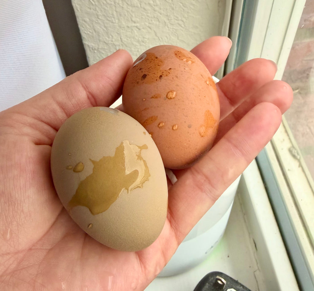 Bloomstone Reserve Hatching Eggs