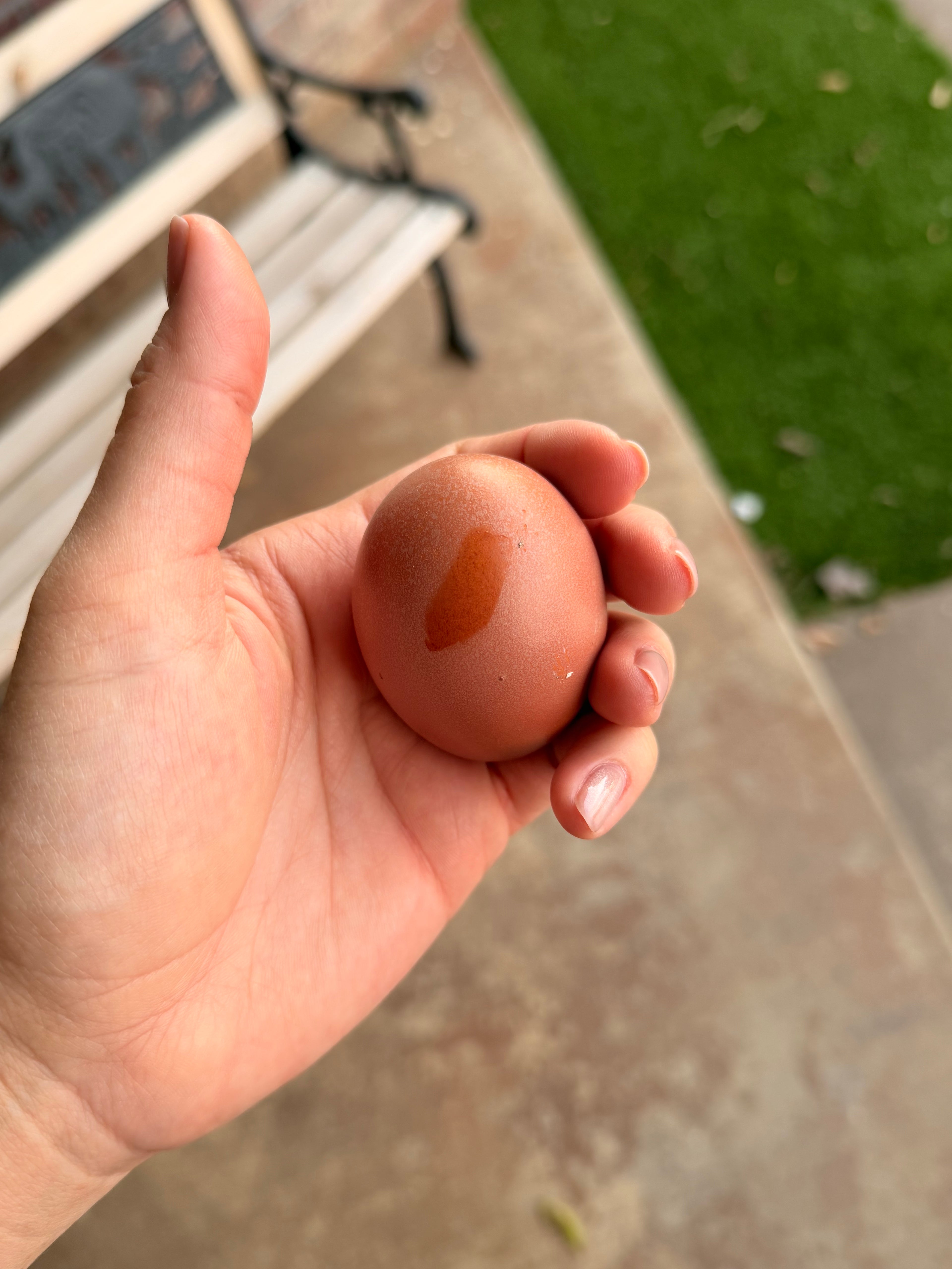 Bloomstone Reserve Hatching Eggs