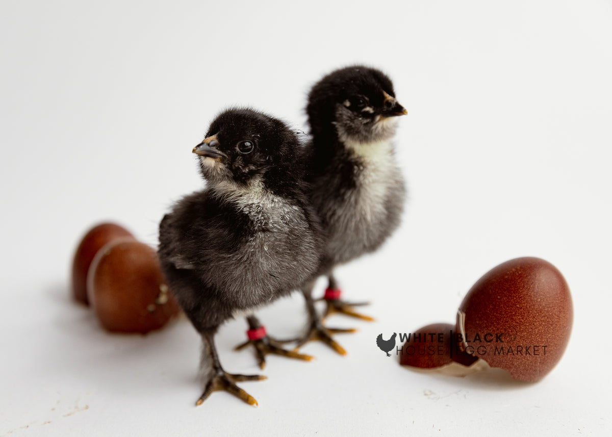 Olive Eggers Hatching Eggs