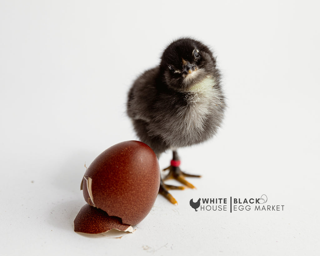 Olive Eggers Hatching Eggs