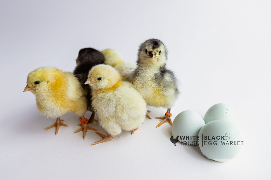 Ermine Ameraucana Hatching Eggs