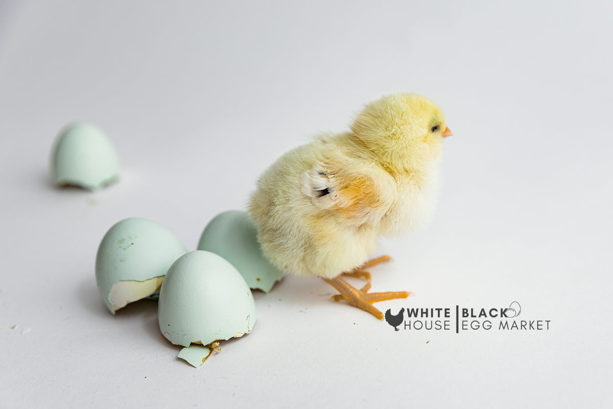 Ermine Ameraucana Hatching Eggs