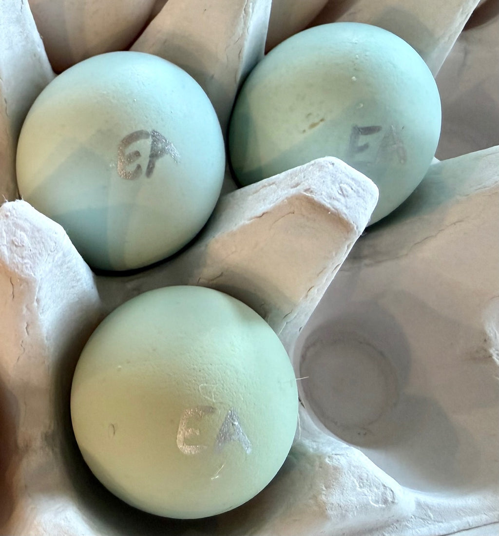 Ermine Ameraucana Hatching Eggs